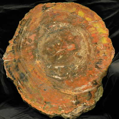 Petrified Wood