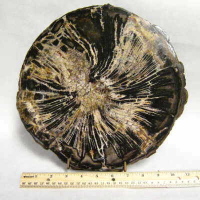 Hackberry
