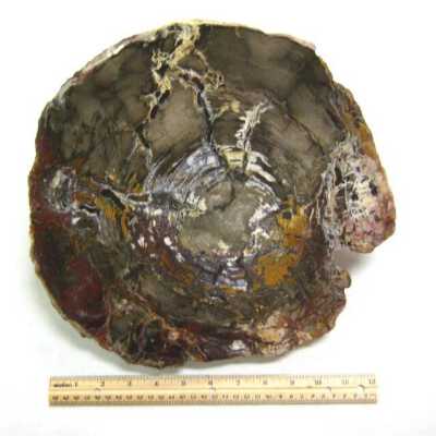 Petrified Wood