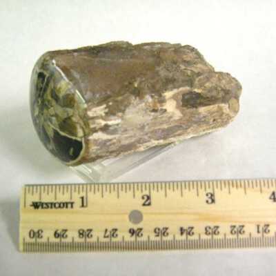 Petrified Wood
