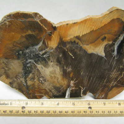 Schilderia