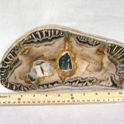 Petrified Wood