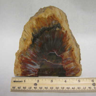 Fossil Cycad