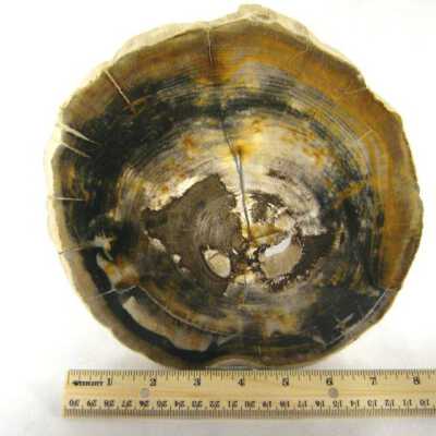 Petrified Wood