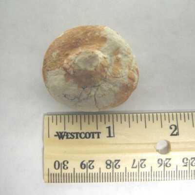Aracaria Seed Cone