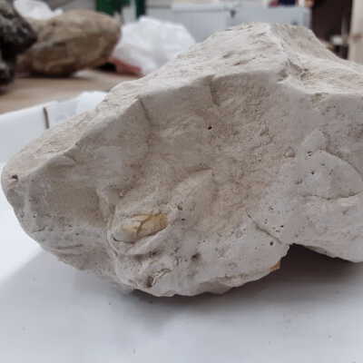Clay/Siltstone with Unidentified Fossil Fragments