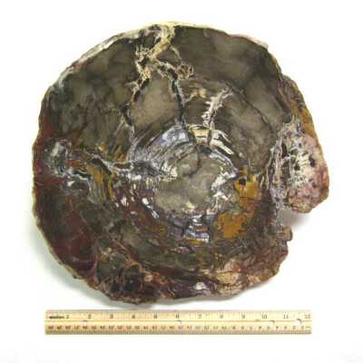 Petrified Wood
