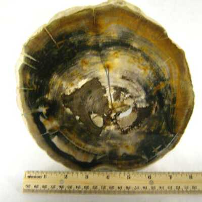 Petrified Wood