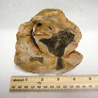Petrified Wood