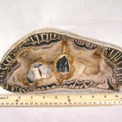 Petrified Wood