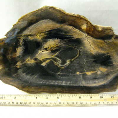 Walnut