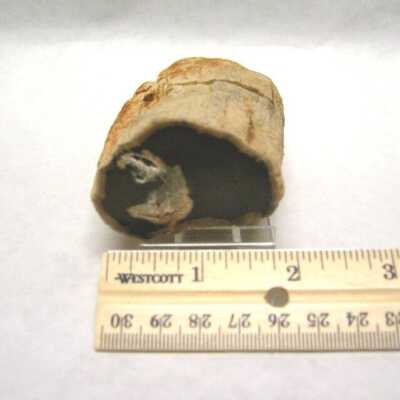 Limb Cast