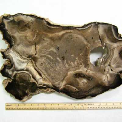 Petrified Wood