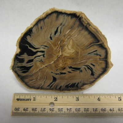 Sycamore