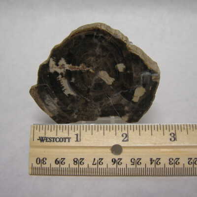 White Pine