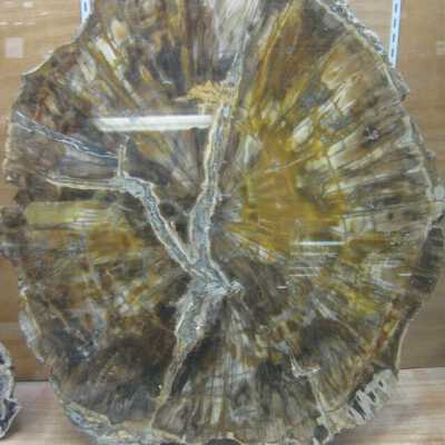 Limb Cast