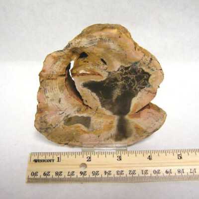 Petrified Wood