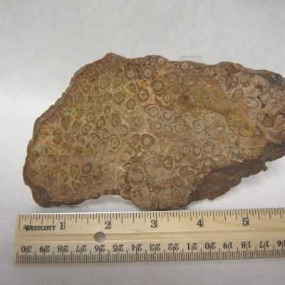 Limb Cast