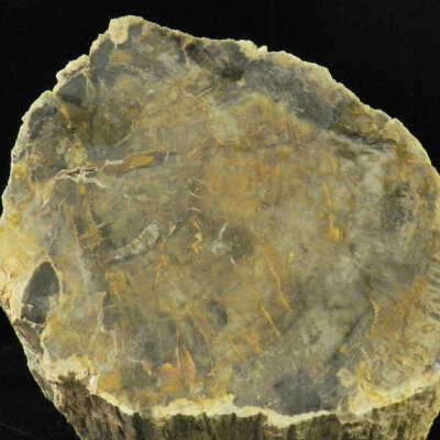 Petrified Wood