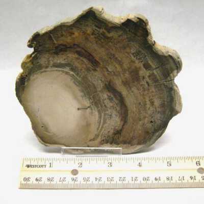 Petrified Wood