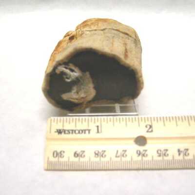 Limb Cast