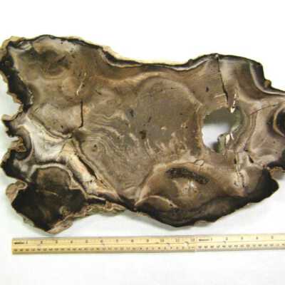 Petrified Wood