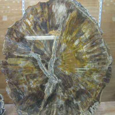 Limb Cast