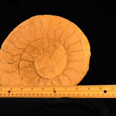 Ammonite