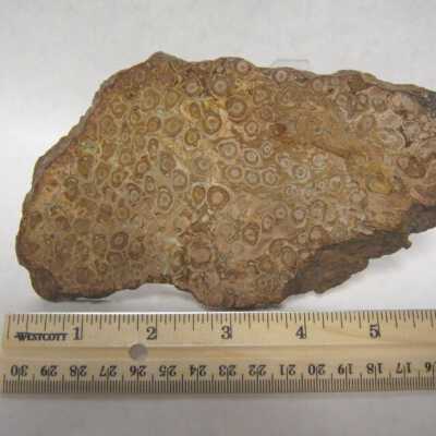 Limb Cast