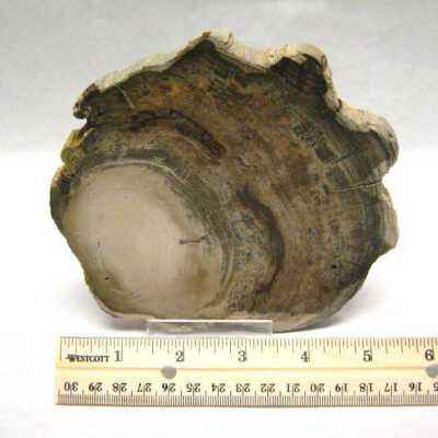 Petrified Wood