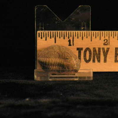 Trilobite