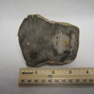 Sycamore