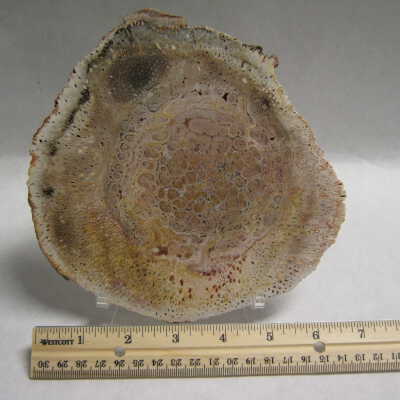 Petrified Wood
