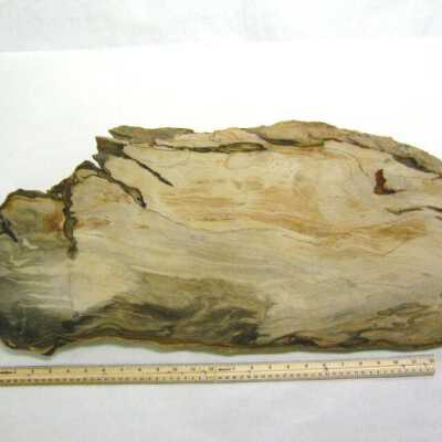 Petrified Wood