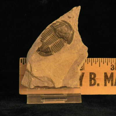 Trilobite