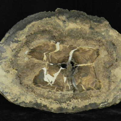 Petrified Wood