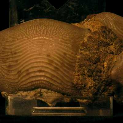 Ptychodus (teeth)