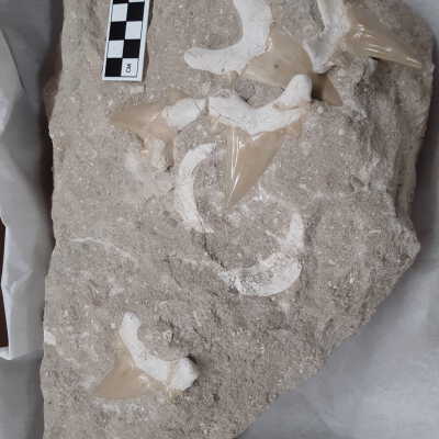 Otodus Teeth