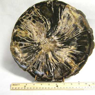 Petrified Wood