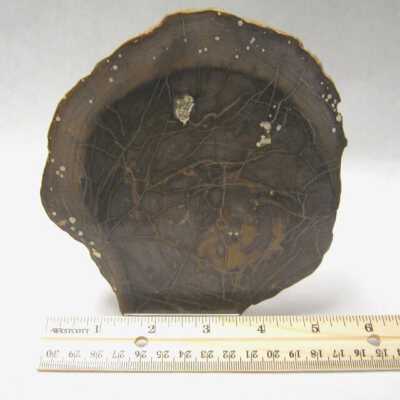 Limb Cast
