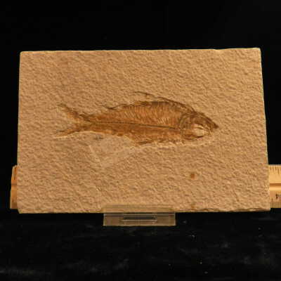 Knightia (Herring)