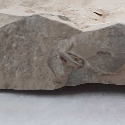 Darker brown fossil material. Enamel/tooth? Long and thin, incisor?