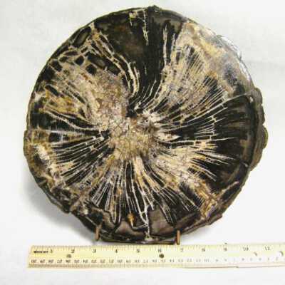 Petrified Wood