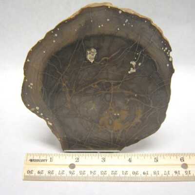 Limb Cast