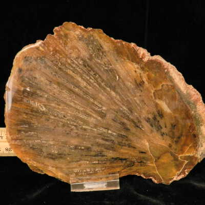 Quartz var. Agate (sagenite)