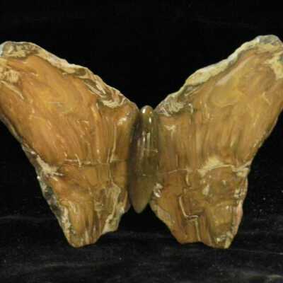 Petrified Wood Butterfly