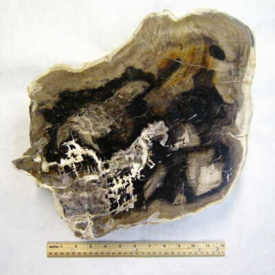 Petrified Redwood