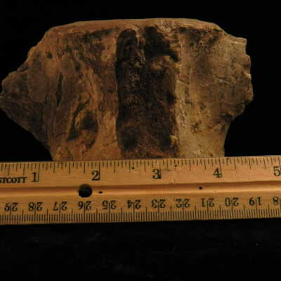 Cetacea (whale fossil)