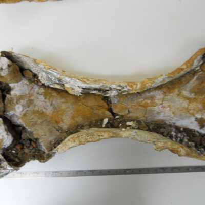 Triceratops (Leg)