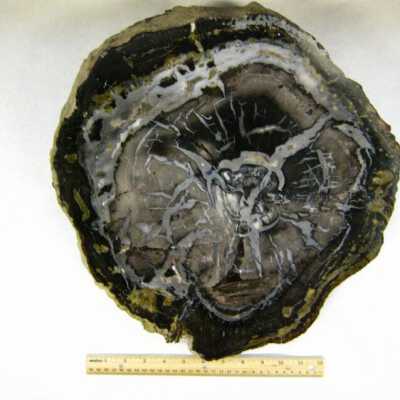 Limb Cast